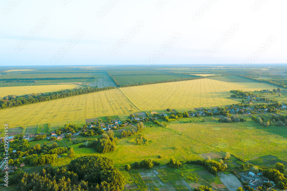 The countryside on a clear summer day. Summer landscape: Yellow wheat field of winter wheat, green meadow, trees and rural houses: Ecological village - drone shot.