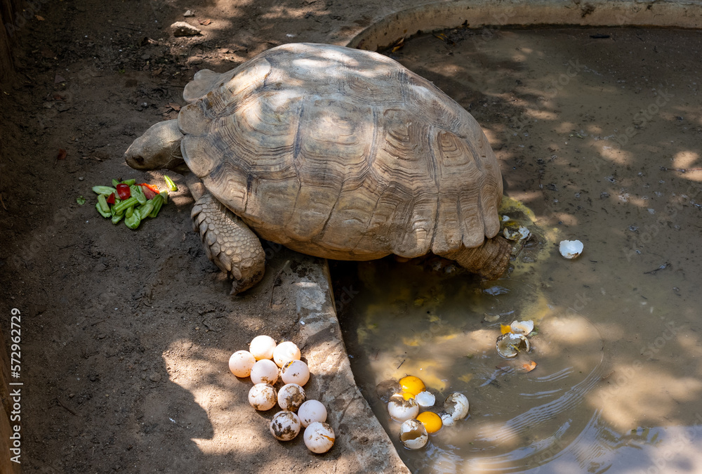 Obraz premium Turtles and Tortoises 