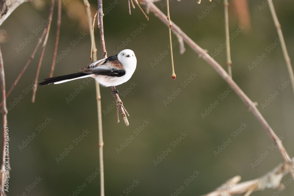 Obraz premium 枝に止まったかわいいシマエナガ