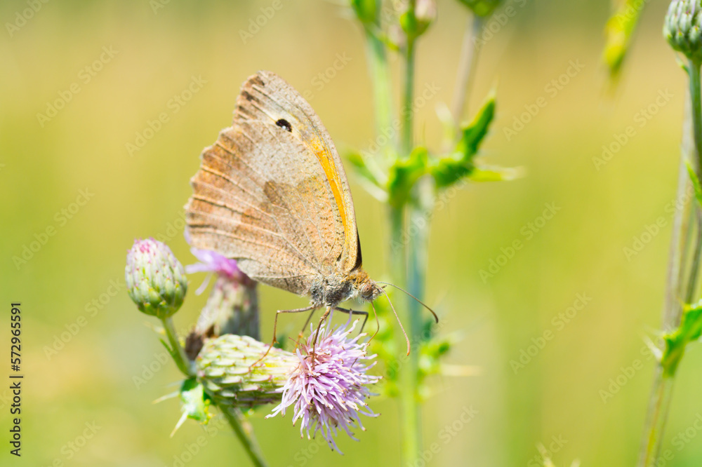 Fototapeta premium Meadow brown butterfly, purple thistle, green background