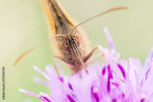 Close-up portrait of a Maniola jurtina butterfly on a purple flower photo