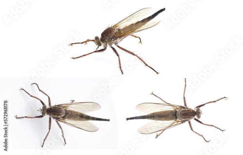 Robber fly Isolated on white background. Proctacanthus longus a species in Florida.