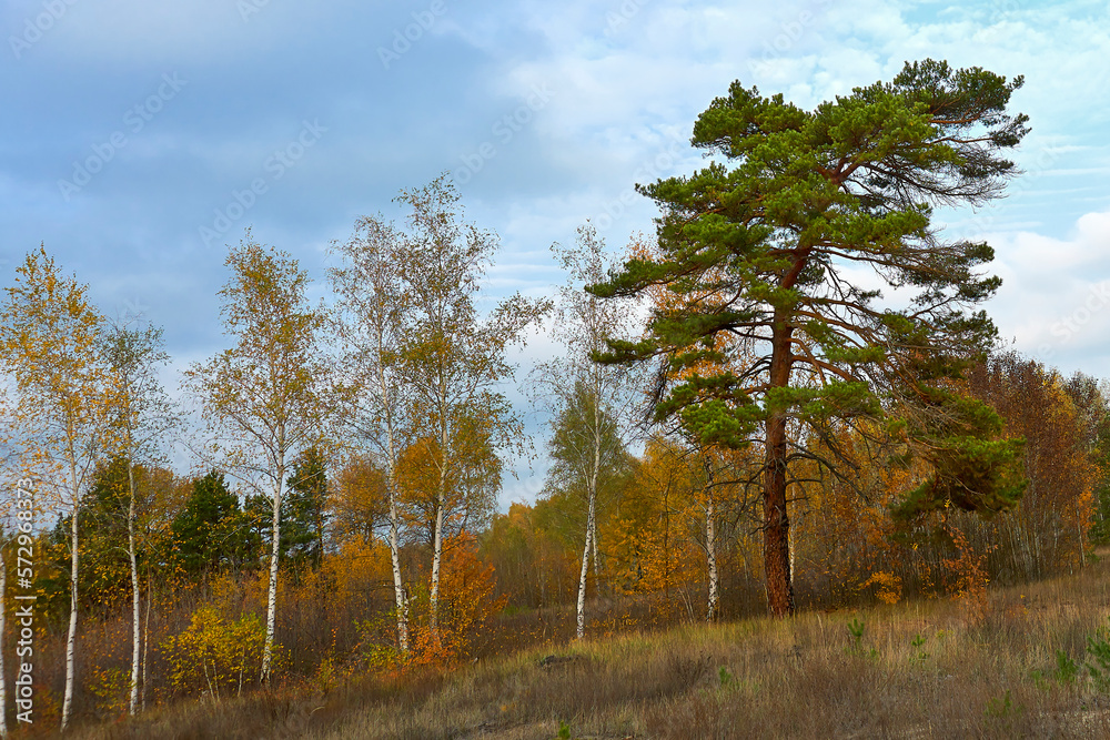 Obraz premium Large pine tree in a birch grove. Autumn landscape in the forest.