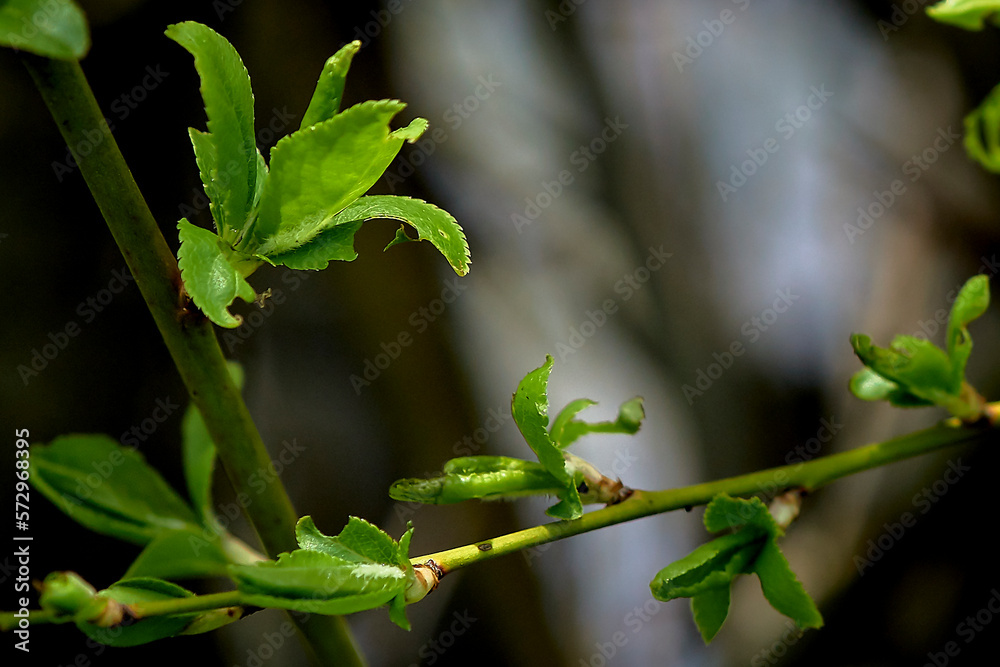 Fototapeta premium Blossoming young leaves on a branch in spring.
