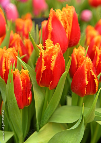 Fabio Tulips, red with yellowy fringes and each petal is edged with crystalline fringe