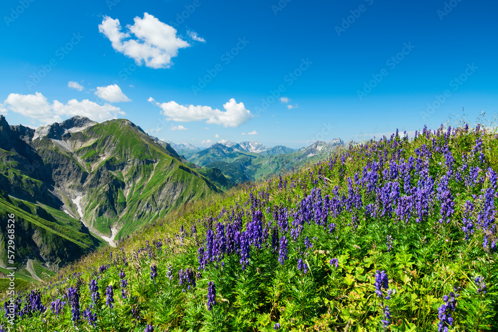 custom made wallpaper toronto digitalFlowering monkshood (Aconitum napellus) in the Allgau Alps, Bavaria, Germany