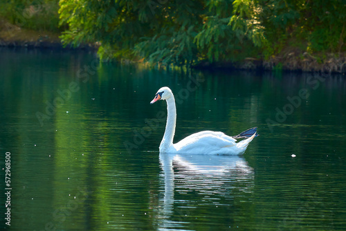 White swan on the pond.