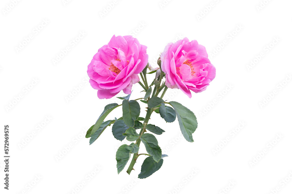 Beautiful pink rose flower bloom in the garden isolated on white background included clipping path.