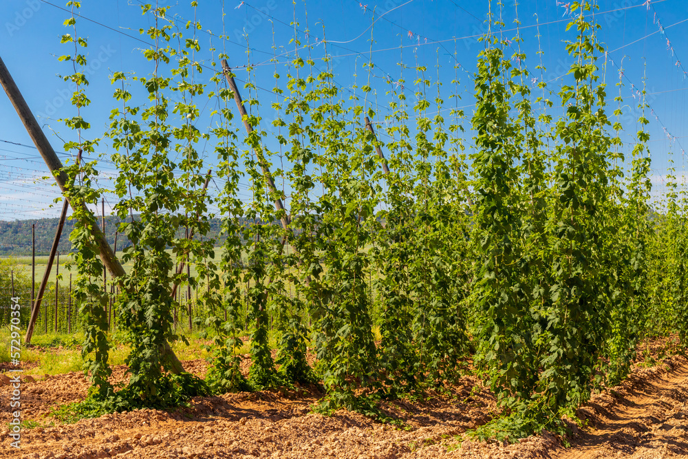 Hop field in Zatec region, Czech Republic