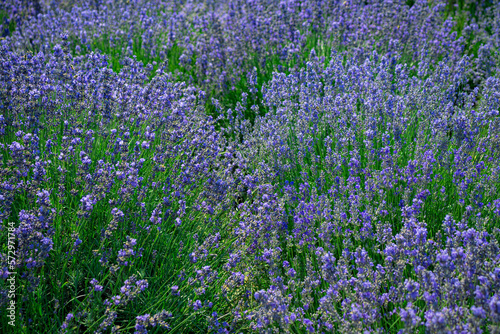 Obraz na płótnie Field of lavender purple, violet w salonie