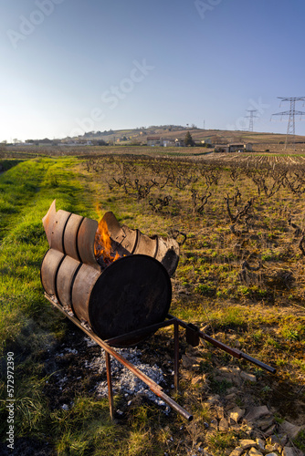 Spring vineyards near Givry, Burgundy, France photo