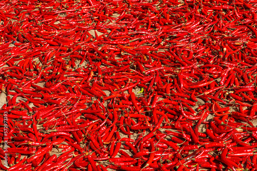 Fototapeta premium Spicy and hot Red Pepper 