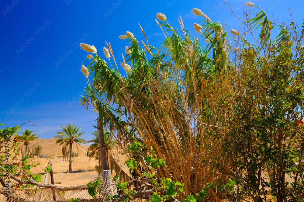 Bushes in Sahara desert in Tunisia, North Africa