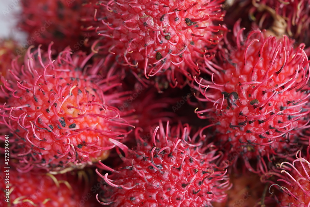 The rambutan taxonomic name: Nephelium lappaceum) is a medium-sized tropical tree in the family Sapindaceae. Amazonas - Brazil. The rambutan taxonomic name: Nephelium lappaceum) is a medium-sized tropical tree in the family Sapindaceae. Amazonas - Brazil.