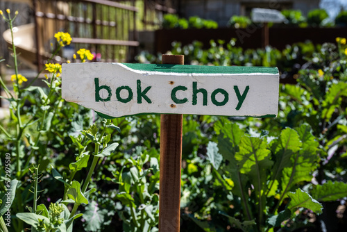 Bok Choy Sign In Garden
