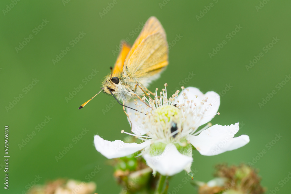 Isolated close-up of a bullhead butterfly on a white flower Isolated close-up of a bullhead butterfly on a white flower