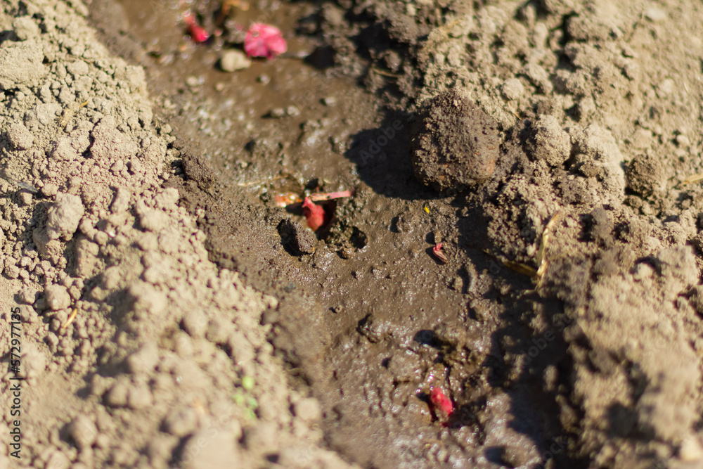 Planted small red onions in the soil for later germination. Planting onions in spring. Onion watered after planting Planted small red onions in the soil for later germination. Planting onions in spring. Onion watered after planting