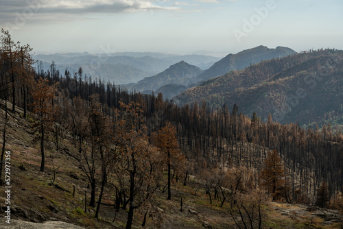 Brown Trees Spread Across the Valley after Forest Fire