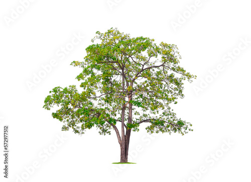 Large and tall White cheesewood Tree isolated on transparent background, png file (Alstonia scholaris, Devil tree) photo