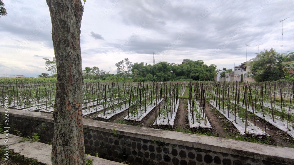 Fototapeta premium Landscape at Pare, Kediri City, East Java 