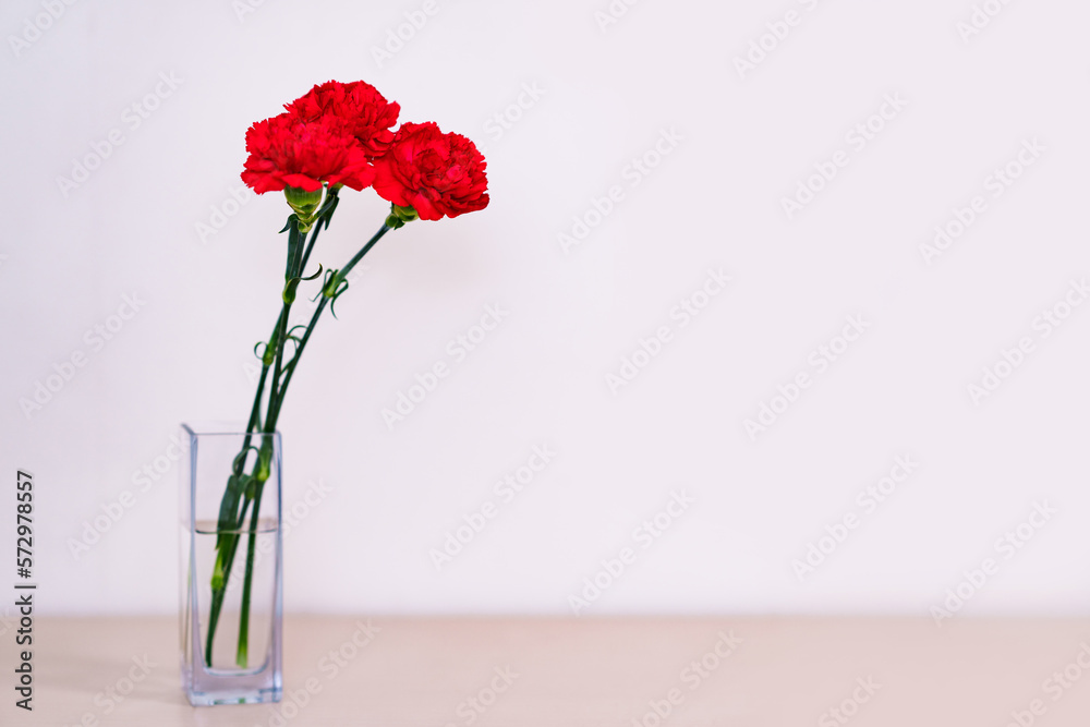 Fototapeta premium 真赤な カーネーション の 花 【 母の日 の イメージ 】