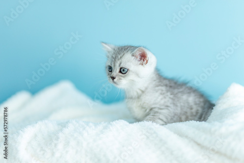 Portrait cute little striped british gray Kitten cat on white blanked on blue backgound. Concept adorable pets cats. Copyspace for text. 