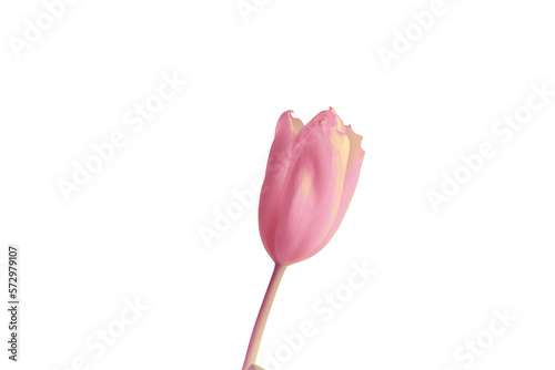 Pink tulip close up. Isolate. PNG #572979107