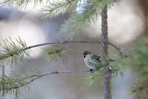 Bird (redpoll) on a pine tree in winter time  photo