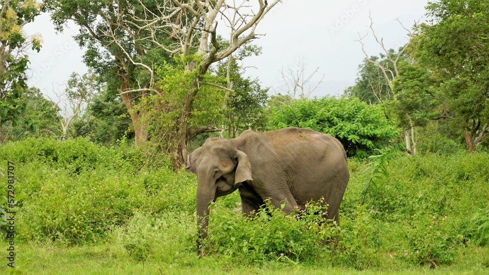 Naklejka premium Wild mother elephant protecting the baby in forest with Green Background