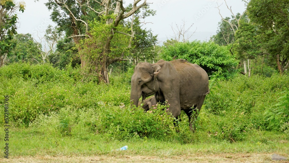 Wild mother elephant protecting the baby in forest with Green Background