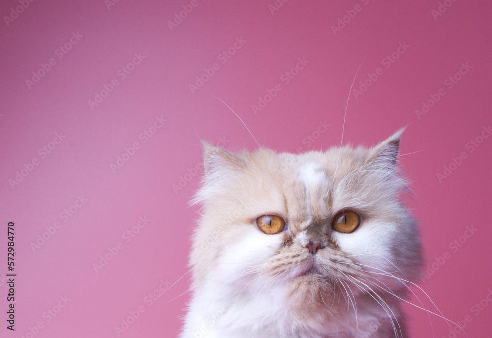 Cat Persian orange and white fur portrait adorable pet isolated sitting on pink background