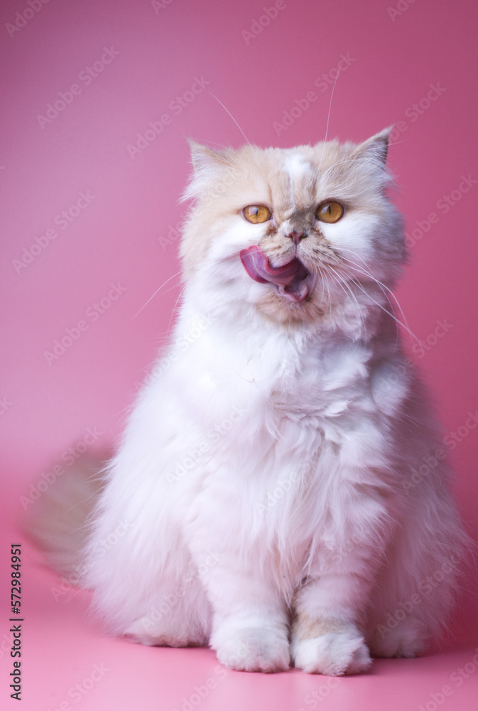 Cat Persian orange and white fur portrait adorable pet isolated stick out your tongue on pink background