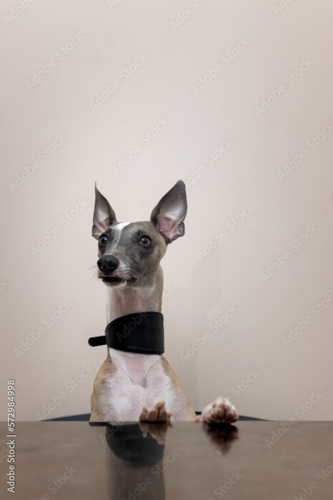 Whippet dog with a wide beautiful collar sits on a chair with its front paws on the table.