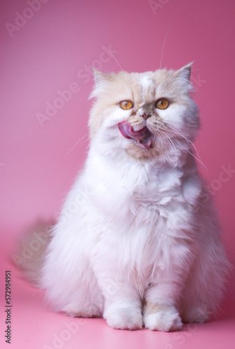 Cat Persian orange and white fur portrait adorable pet isolated stick out your tongue on pink background