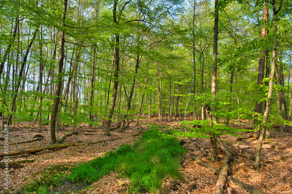 Pine forest with green lush grass in spring, Germany, Hessen Pine forest with green lush grass in spring, Germany, Hessen