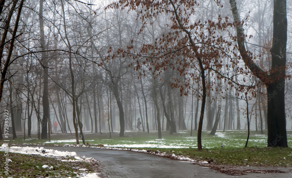 Fototapeta premium Misty morning in the park. Foggy rainy weather in winter city