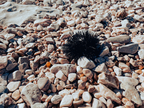 a frequent inhabitant of beaches