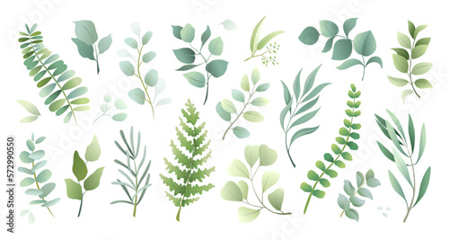 Watercolor plant leaf, garden greenery and herb. Wedding decorative elements like eucalyptus, fern, herbal rustic decor, eco botanical isolated 3d objects. Summer field. Vector elegant design photo