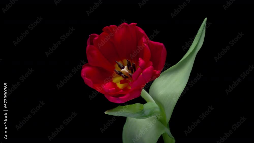 Timelapse of red tulip flower blooming on black background. Easter, spring, valentine's day, holidays concept Timelapse of red tulip flower blooming on black background. Easter, spring, valentine's day, holidays concept