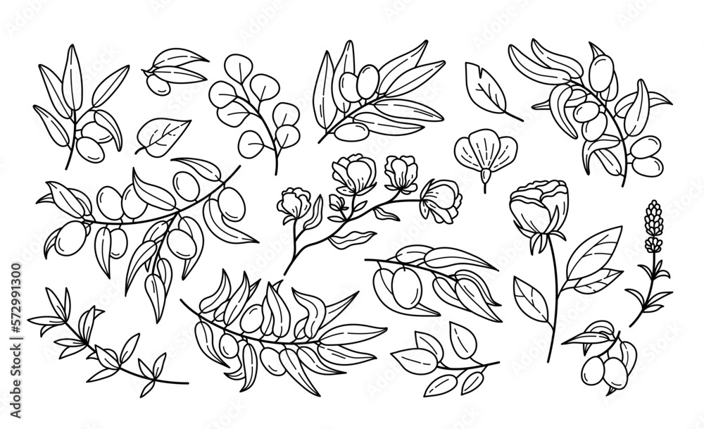 Vector illustrations - Floral set (flowers, leaves and branches). Hand  drawn design elements in sketch style. Perfect for invitations, greeting  cards, tattoo, prints etc Stock Vector | Adobe Stock