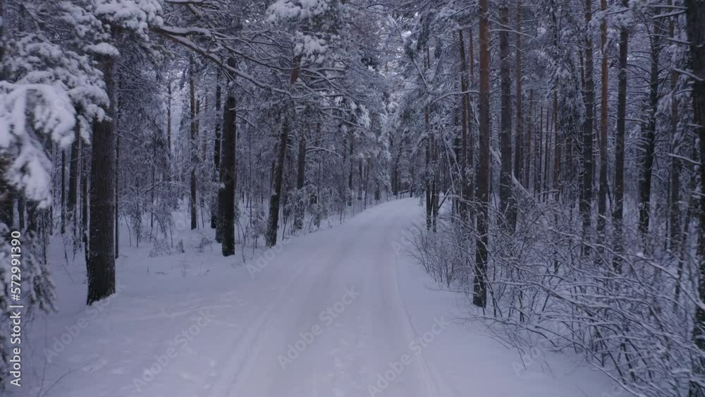 Walking in snowy winter forest landscape Walking in snowy winter forest landscape