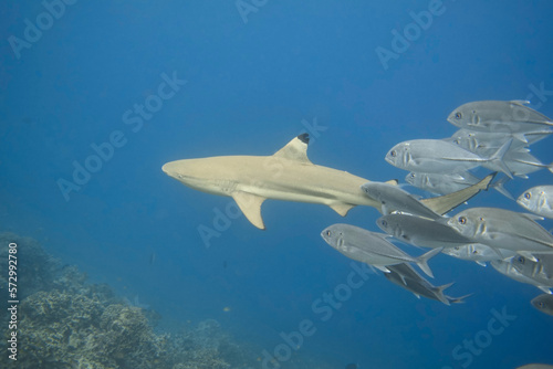 Blacktip reef shark surrounded by a school of bigeye trevally in the ocean