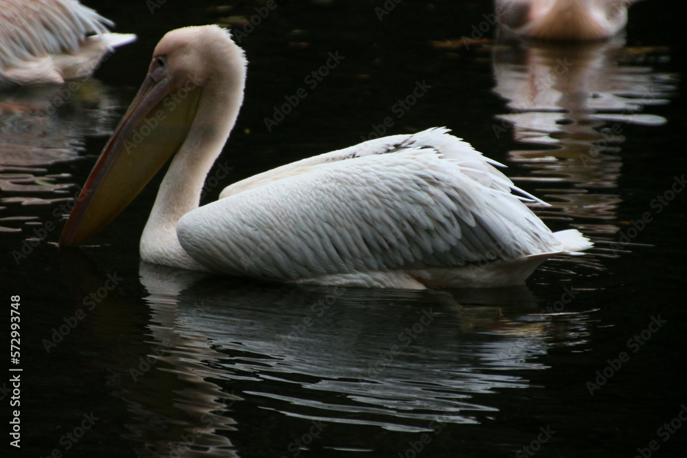 A close up of a Pelican in London