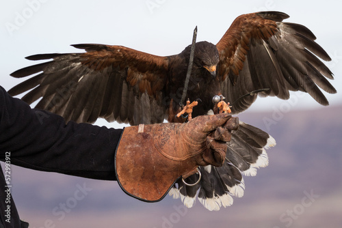 red tailed hawk falconry photo