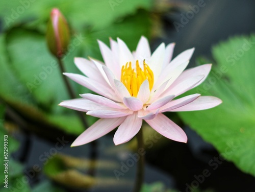 water lily in the garden