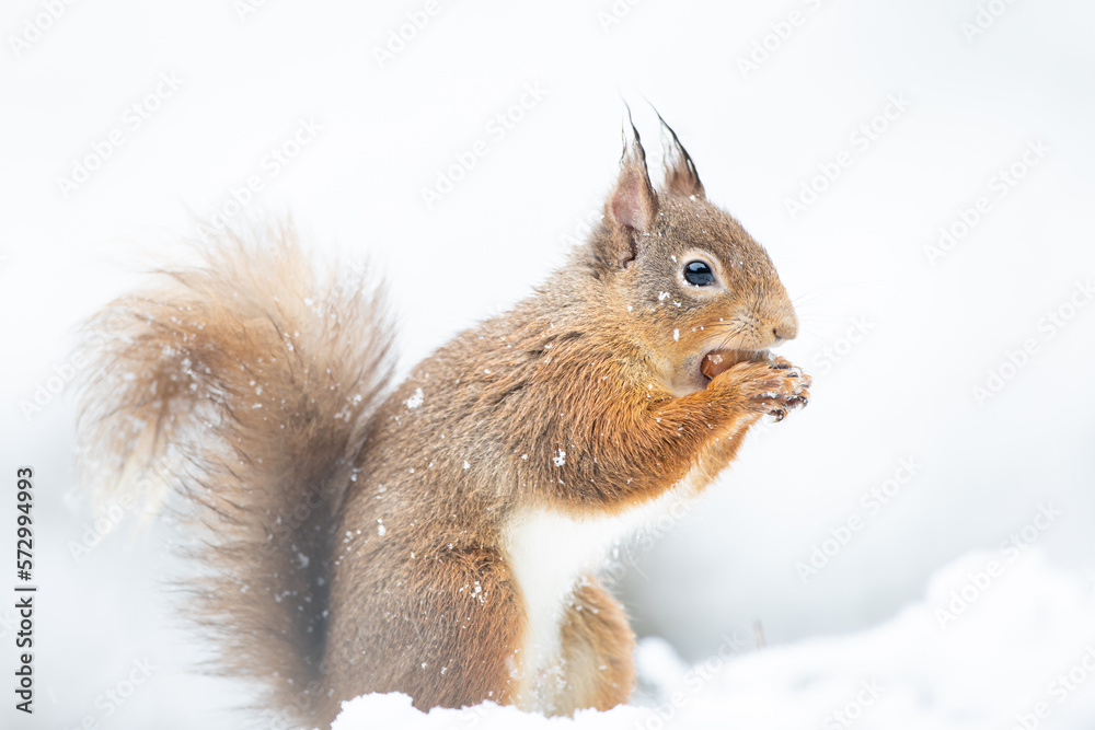 squirrel on a snow squirrel on a snow