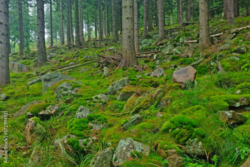 View of the green moss in the forest. The background of nature.
