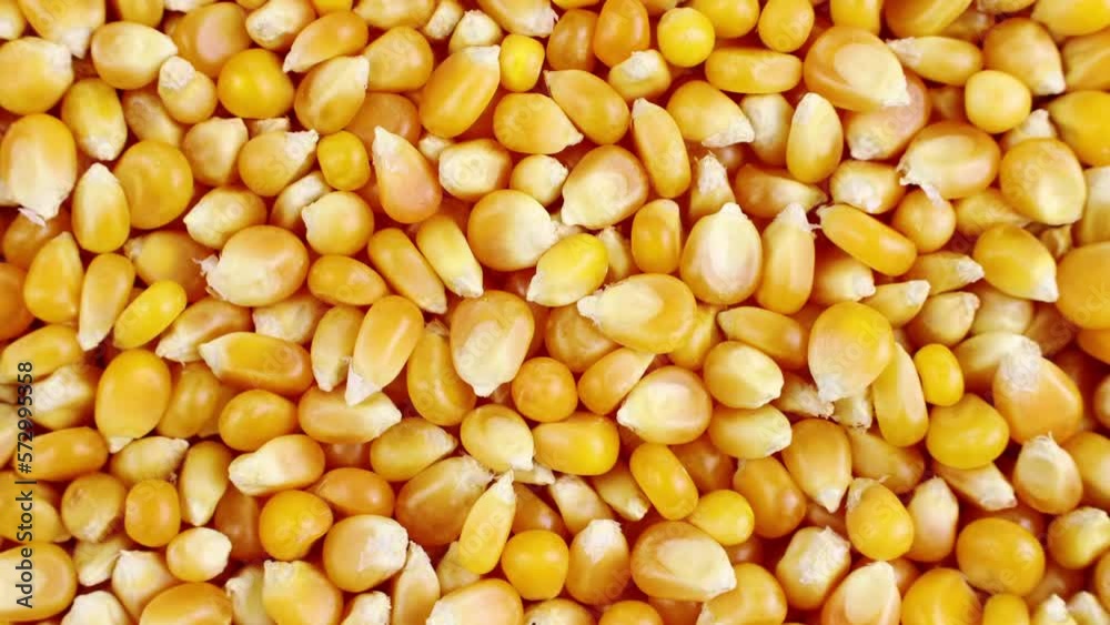 Bright yellow and orange dried corn seeds circle rotation close up Bright yellow and orange dried corn seeds circle rotation close up