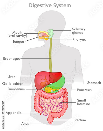 Digestive system anatomy, diagram. Human organs, mouth, salivary glands, pharynx, esophagus, stomach, small, large intestines, rectum and anus. Gray body, colored parts. Draw illustration. Vector photo