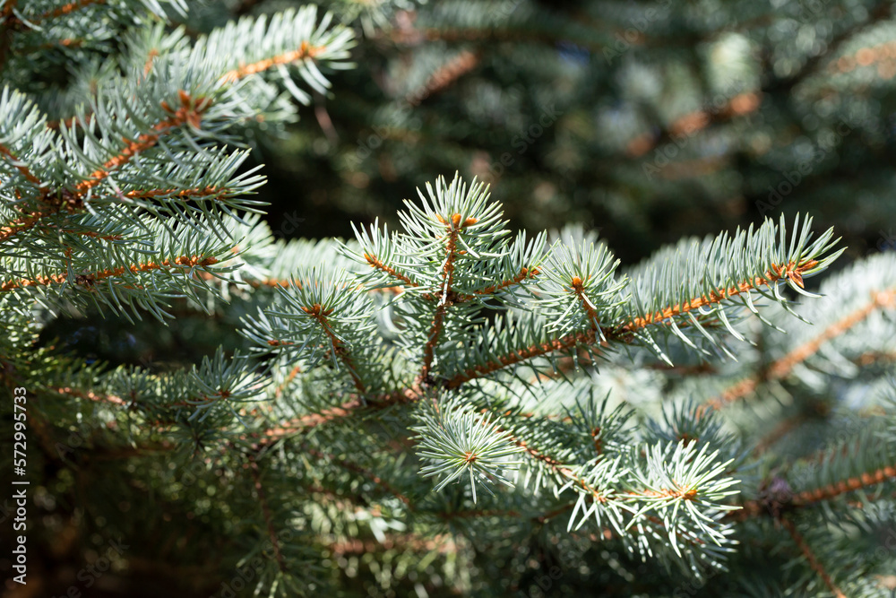 Blue spruce background. Coniferous tree. Nature, Christmas, New Year, seasonal concept. Blue spruce background. Coniferous tree. Nature, Christmas, New Year, seasonal concept.